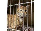 Adopt Buddy a Orange or Red (Mostly) American Shorthair (short coat) cat in