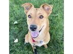 Adopt Delilah a Australian Cattle Dog / Mixed dog in Golden, CO (39003779)