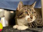 Adopt ANYA a Brown Tabby Domestic Shorthair / Mixed (short coat) cat in Ames