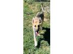 Adopt Athena a Tan/Yellow/Fawn German Shepherd Dog / Mixed dog in Baraboo