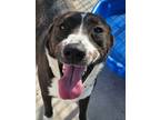 Adopt Lloyd a Black Border Collie / Mixed dog in Grinnell, IA (32335490)