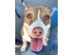 Adopt Trinity Stewart - Foster or Adopt Me! a American Staffordshire Terrier /