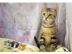Adopt Juno a Brown Tabby Domestic Shorthair / Mixed (short coat) cat in Garland