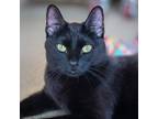 Adopt Night Kevin a All Black Domestic Shorthair / Domestic Shorthair / Mixed