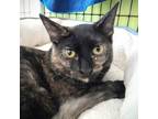 Adopt Unicorn a All Black Domestic Shorthair / Domestic Shorthair / Mixed cat in