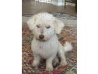 Adopt Pilot Pete a White - with Tan, Yellow or Fawn Norfolk Terrier / Poodle