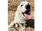 Adopt Dakota a Great Pyrenees dog in Windsor, CO (39015814)