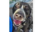 Adopt Fenrir a Black Greater Swiss Mountain Dog / Labrador Retriever / Mixed dog