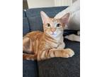 Adopt Oriole a Orange or Red Domestic Shorthair / Domestic Shorthair / Mixed cat