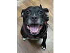 Adopt Allie* a Black American Pit Bull Terrier / Mixed dog in Baton Rouge