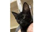 Adopt Cinco a All Black Domestic Shorthair / Mixed (short coat) cat in Surrey