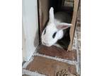 Adopt Mila a White Dwarf Hotot / Mixed (short coat) rabbit in Livermore