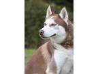 Adopt Jack a Red/Golden/Orange/Chestnut Husky / Mixed dog in Westampton