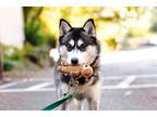 Adopt Nanook a Black Husky / Mixed dog in Lynnwood, WA (39063698)