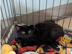 Adopt Blackberry a All Black Domestic Mediumhair (long coat) cat in Heathsville
