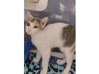 Adopt Macadamia a White Domestic Shorthair / Domestic Shorthair / Mixed cat in