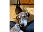 Adopt Gamora a Black Golden Retriever / Beagle dog in Cloverdale, IN (39007161)