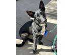 Adopt Kobe a Black - with White German Shepherd Dog dog in Castle Rock