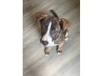 Adopt Aiko a Brown/Chocolate Akita / Mixed dog in West Memphis, AR (39027389)