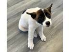 Adopt Shinju a White Akita / Mixed dog in West Memphis, AR (39027392)