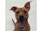 Adopt Maybelle a American Staffordshire Terrier dog in Yankton, SD (39056218)