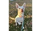 Adopt Liam a White Mixed Breed (Large) / Mixed dog in Pekin, IL (37537238)