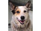 Adopt Aspen (Maya) a Red/Golden/Orange/Chestnut Australian Cattle Dog / Mixed