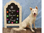 Adopt Ghost K8 8-21-23 a White Husky / Mixed dog in San Angelo, TX (38973261)