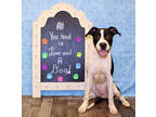 Adopt Moo K26 8/17/23 a Black American Pit Bull Terrier / Boxer / Mixed dog in