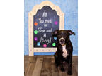 Adopt Slump k96 8-17-23 a Black Labrador Retriever / Mixed dog in San Angelo