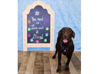 Adopt Skink K95 8-17-23 a Black Labrador Retriever / Mixed dog in San Angelo