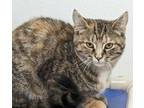 Adopt Trixie a Domestic Shorthair / Mixed cat in Brockville, ON (38943662)