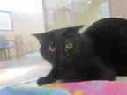 Adopt CARLY a All Black Domestic Mediumhair / Mixed (medium coat) cat in