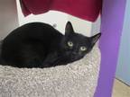 Adopt GREGORY a All Black Domestic Mediumhair / Mixed (medium coat) cat in