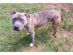 Adopt Applesauce a Brindle American Staffordshire Terrier / Mixed dog in