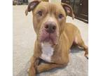 Adopt Moab a Pit Bull Terrier