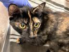 Adopt Eleanor a Tan or Fawn Domestic Shorthair / Mixed cat in Westampton