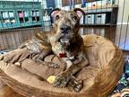 Adopt Junior a Plott Hound / American Staffordshire Terrier / Mixed dog in Cave