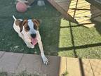 Adopt Peabody a White German Shorthaired Pointer / Mixed dog in Divide