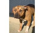 Adopt Shiloh a Brown/Chocolate American Pit Bull Terrier / Mixed dog in Fresno