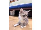 Adopt Jedha a Gray or Blue Domestic Shorthair / Domestic Shorthair / Mixed cat