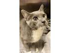 Adopt Little Girl a Gray or Blue Domestic Shorthair / Domestic Shorthair / Mixed
