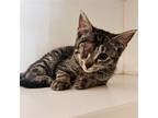 Adopt Valetta a Domestic Shorthair / Mixed cat in Oakland, CA (39062392)