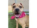 Adopt Leanne-VIP a Brown/Chocolate American Pit Bull Terrier / Mixed dog in