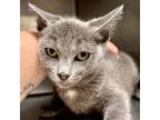 Adopt Pomona (bonded w/Samara) a Gray or Blue Domestic Shorthair / Mixed (short