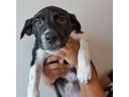 Adopt Piper a Mixed Breed (Medium) / Mixed dog in Rancho Santa Fe, CA (39028921)