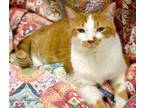 Adopt Oliver *Sponsored-has an adopter a Domestic Short Hair