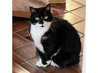 Adopt Millie a Domestic Shorthair / Mixed (short coat) cat in Providence