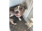 Adopt Asa a Gray/Silver/Salt & Pepper - with Black Pit Bull Terrier / Catahoula