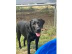 Adopt Zoey a Black Coonhound / Labrador Retriever dog in Saint Johns